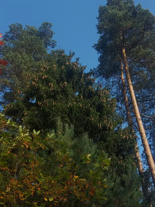Чайная беседка