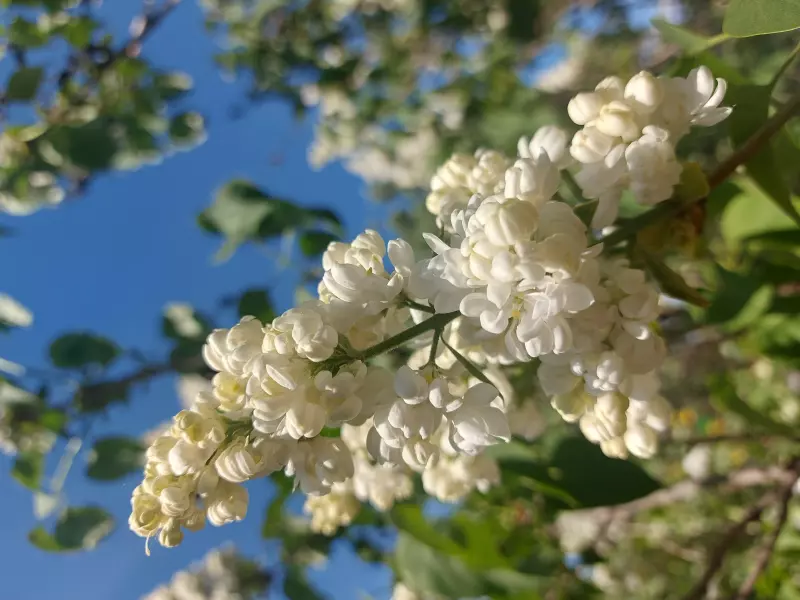 Чайная беседка