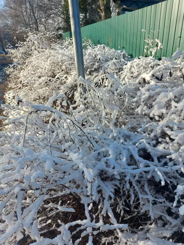 Чайная беседка