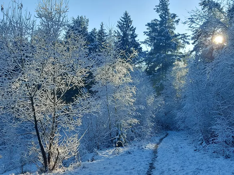 Чайная беседка