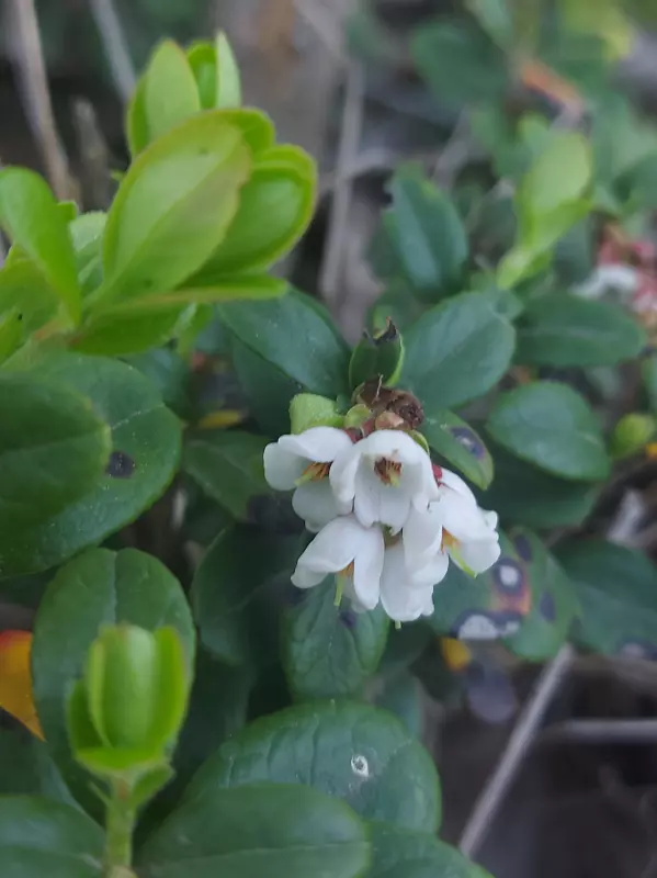 Чайная беседка