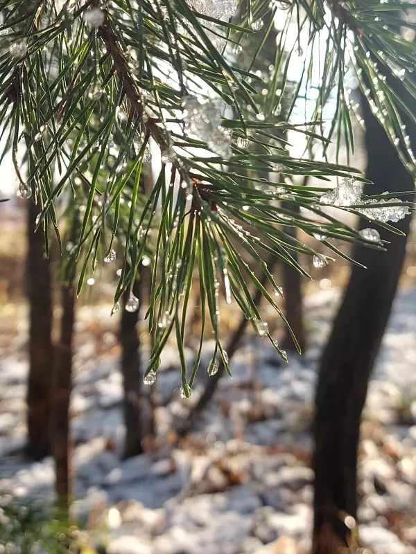 Чайная беседка