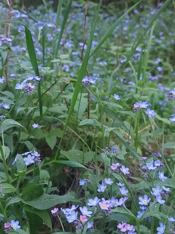 Чайная беседка