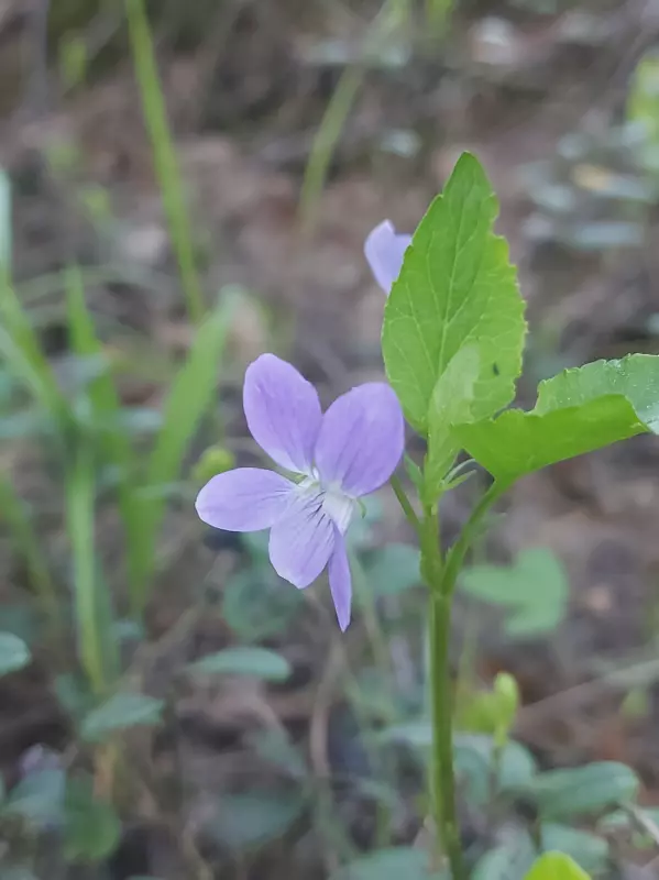 Чайная беседка