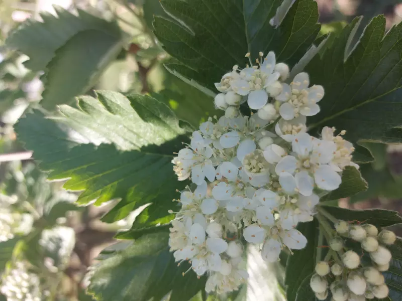 Чайная беседка