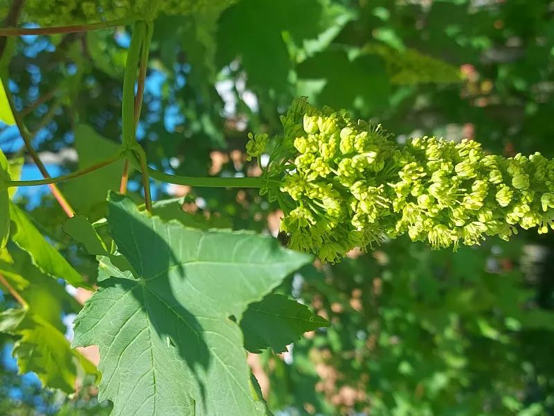 Чайная беседка