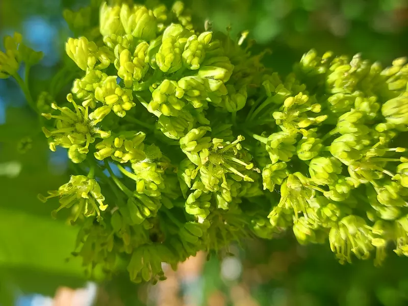 Чайная беседка