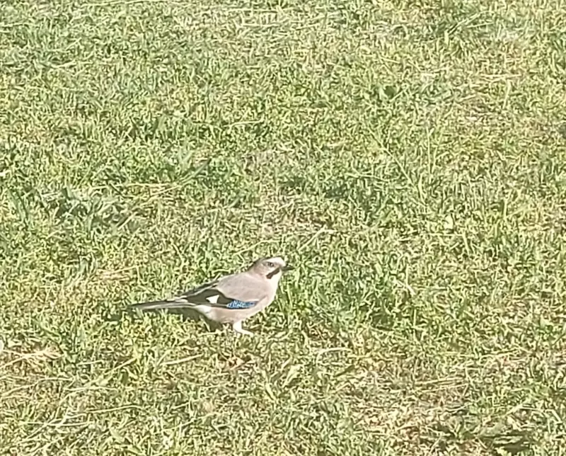 Чайная беседка