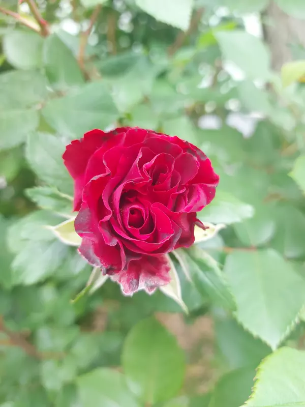 Чайная беседка