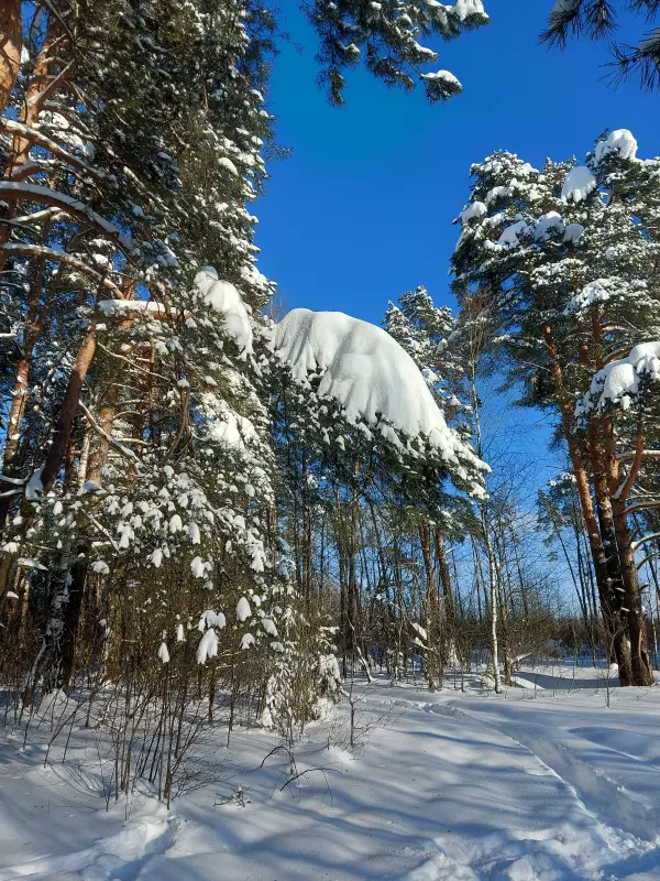 Чайная беседка