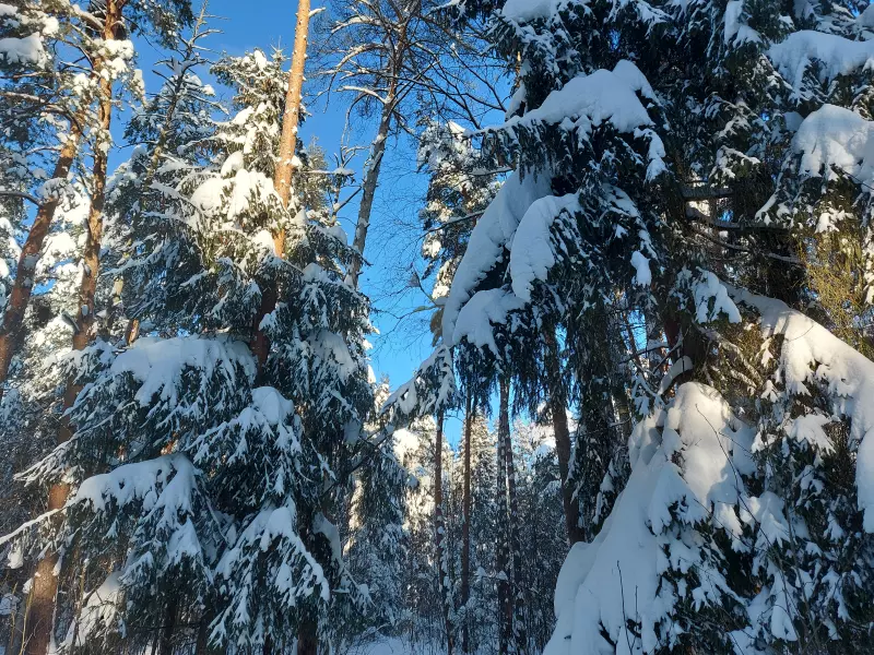 Чайная беседка