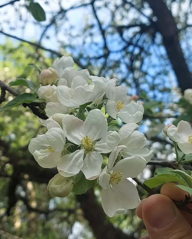 Чайная беседка