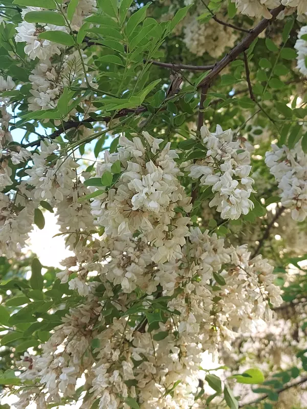 Чайная беседка