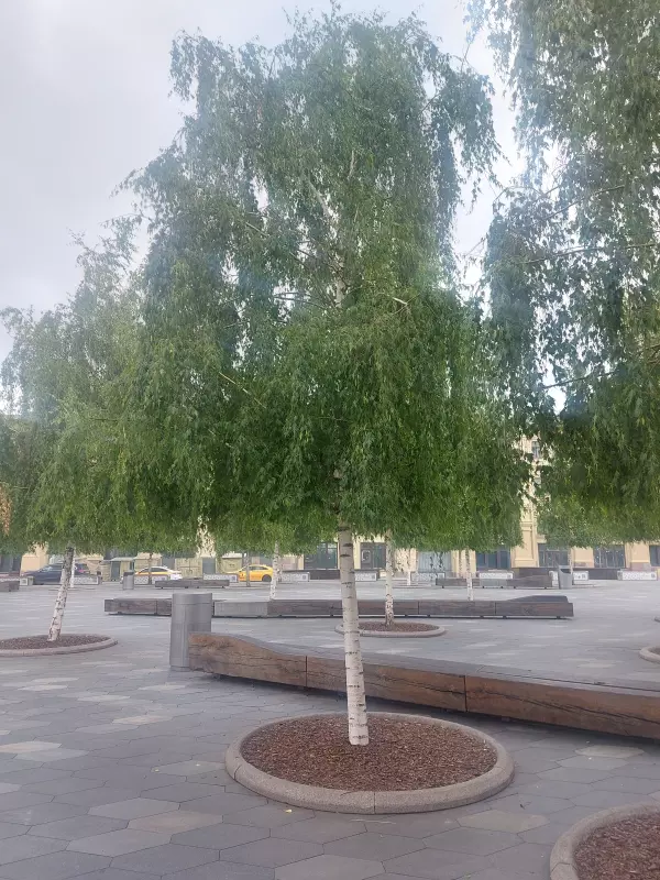 Чайная беседка