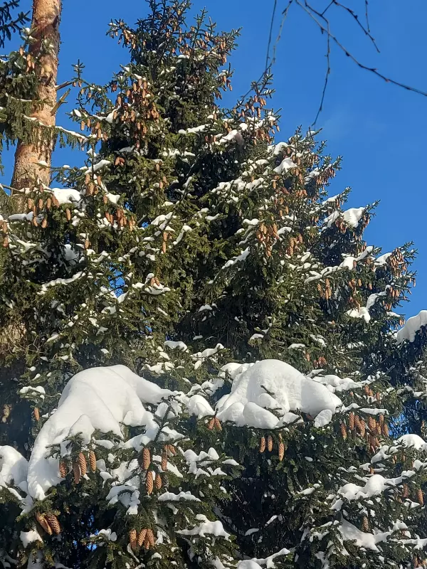 Чайная беседка