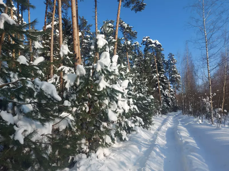 Чайная беседка