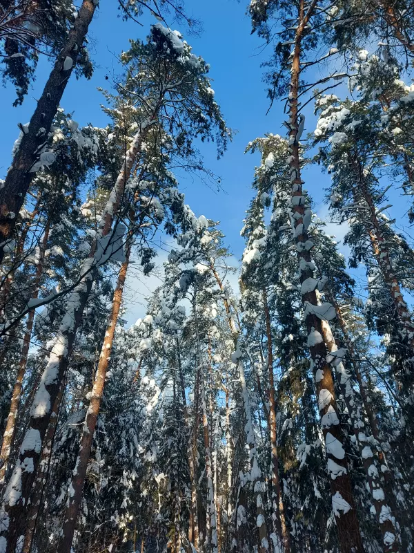 Чайная беседка