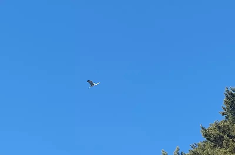 Чайная беседка