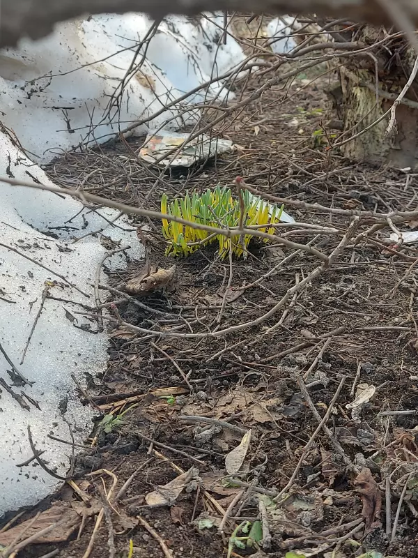 Чайная беседка