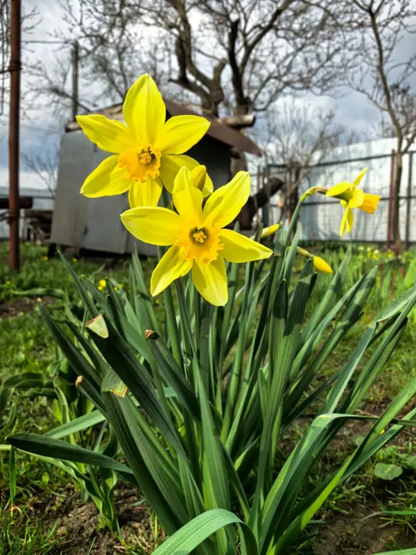 Чайная беседка