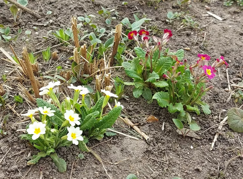 Чайная беседка