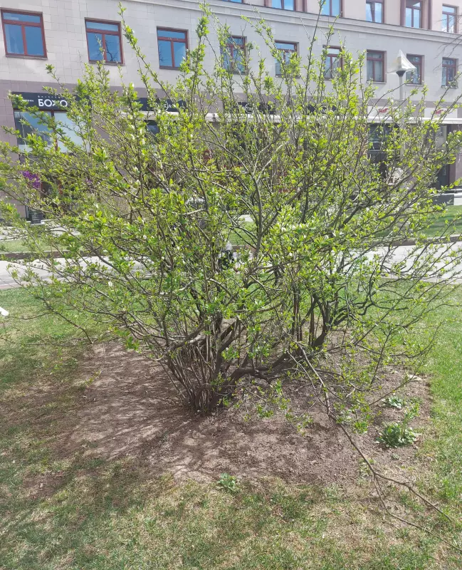 Чайная беседка