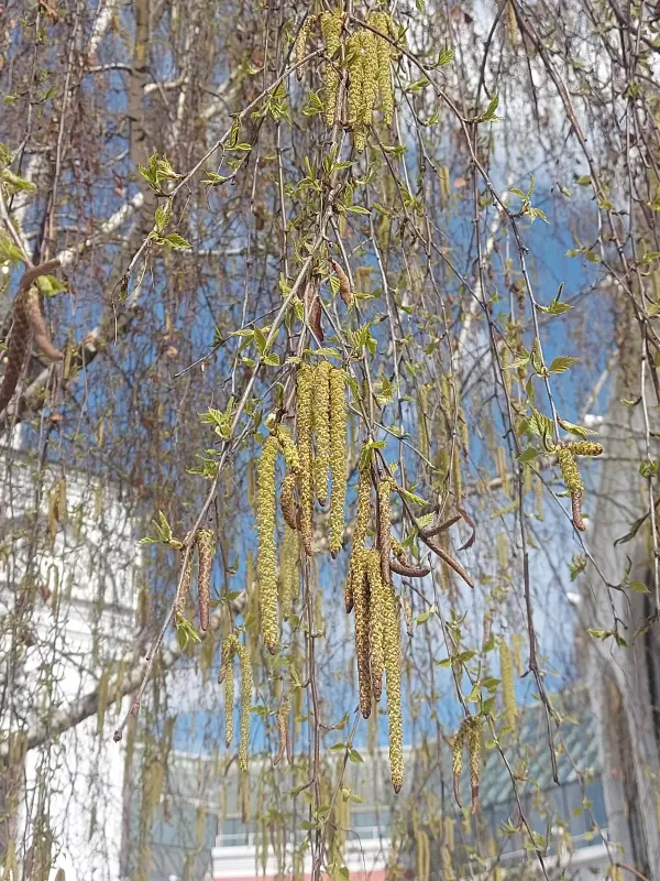 Чайная беседка