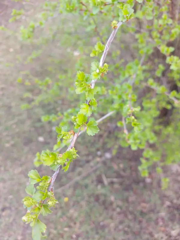 Чайная беседка