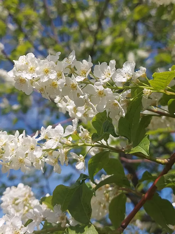 Чайная беседка