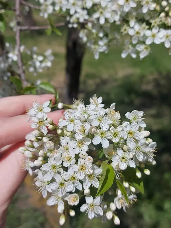 Чайная беседка