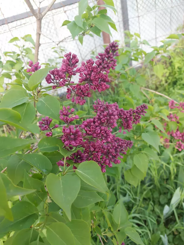 Чайная беседка