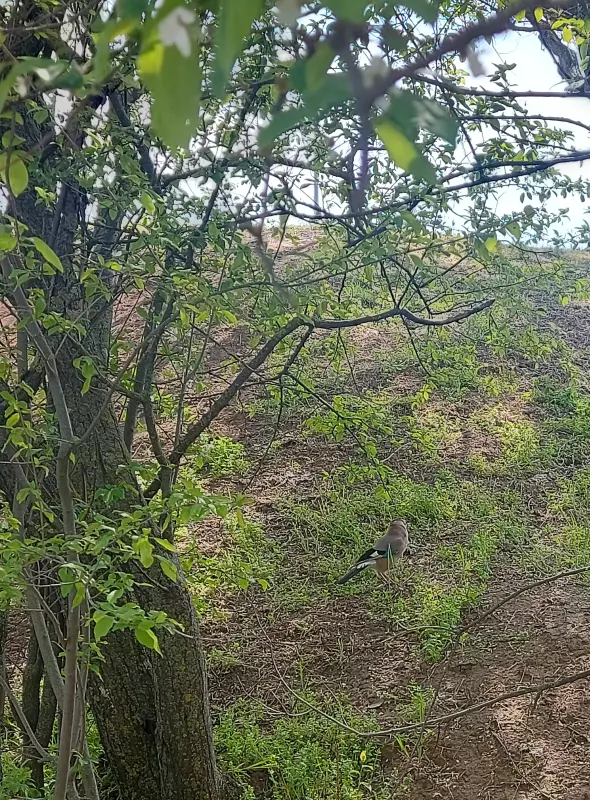 Чайная беседка