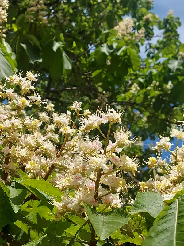 Чайная беседка