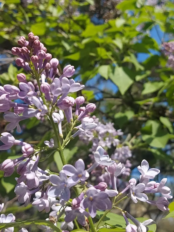 Чайная беседка