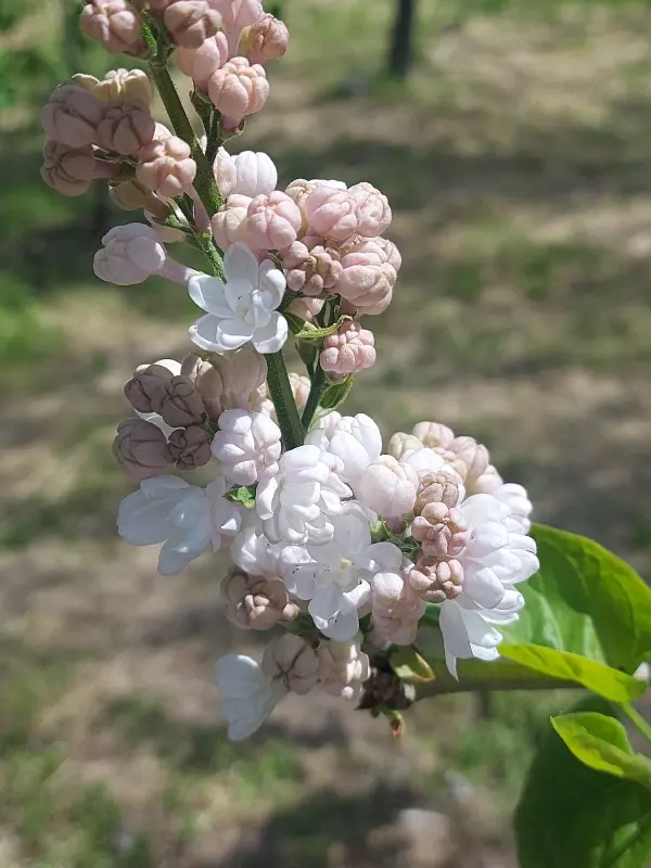 Чайная беседка