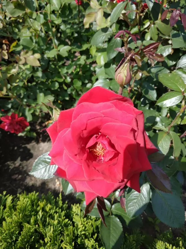 Tapтaлeтки & Ко