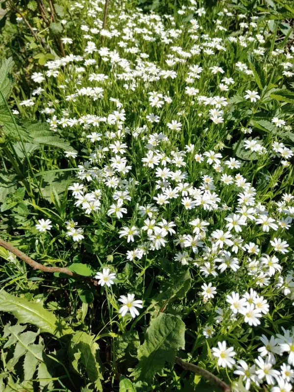 Чайная беседка