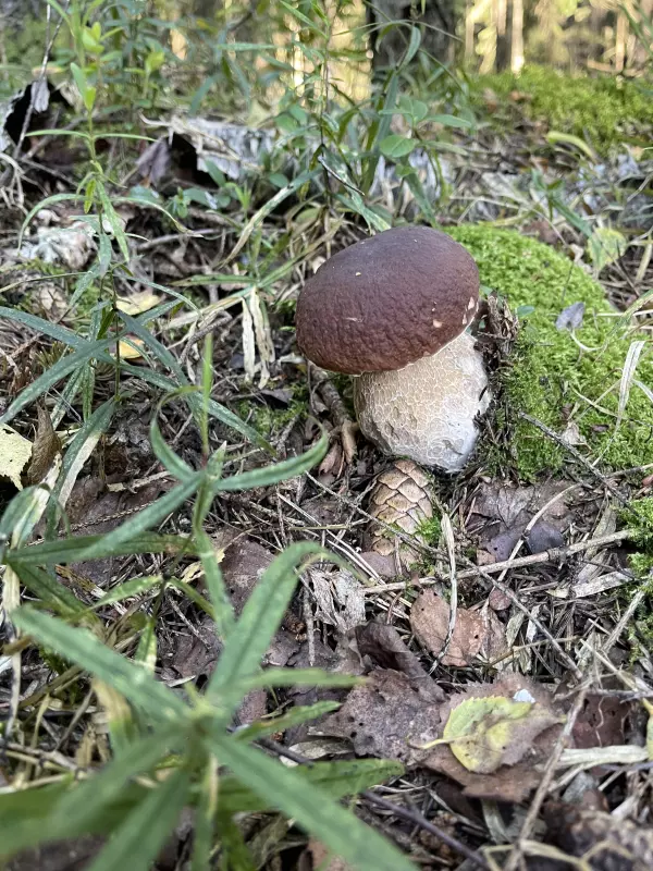 Чайная беседка