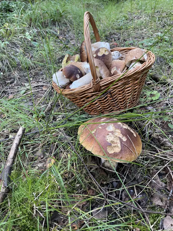 Чайная беседка