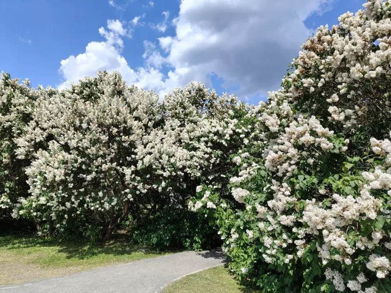 Чайная беседка