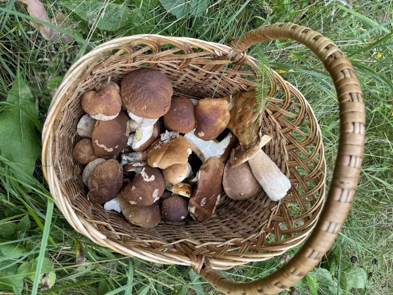 Чайная беседка