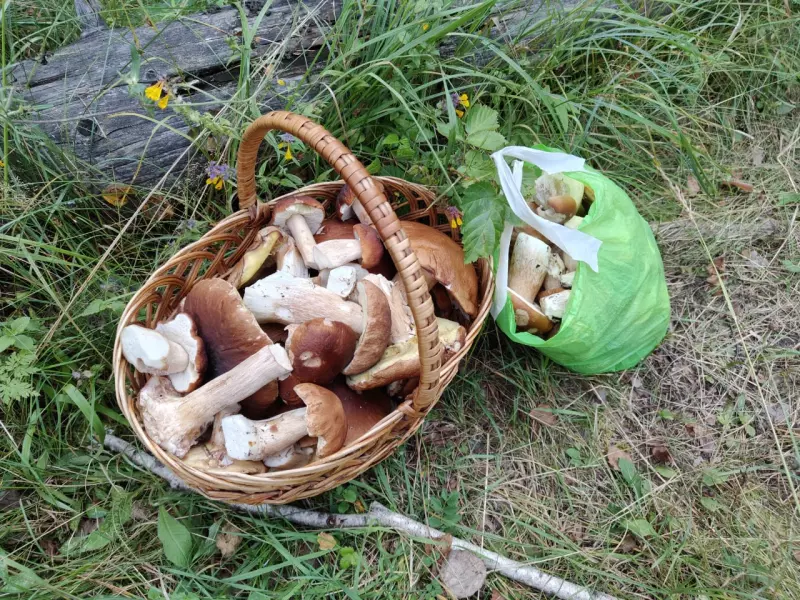 Чайная беседка