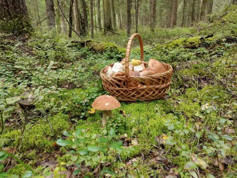 Чайная беседка