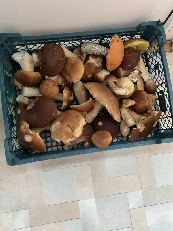 Чайная беседка