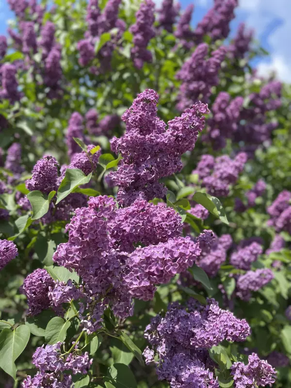 Чайная беседка