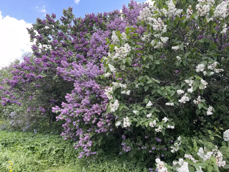 Чайная беседка