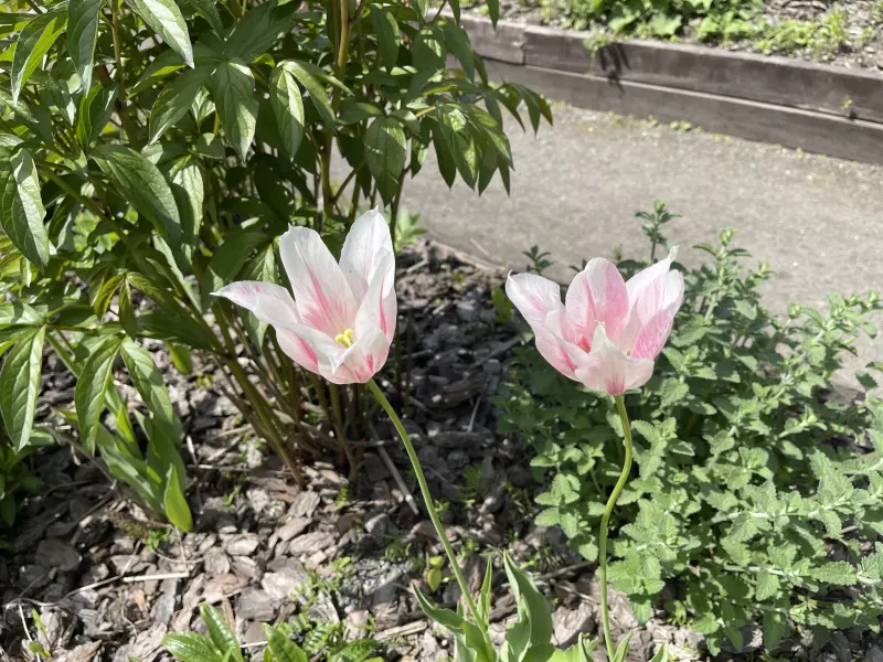 Чайная беседка