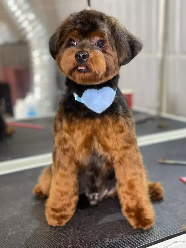 Чайная беседка