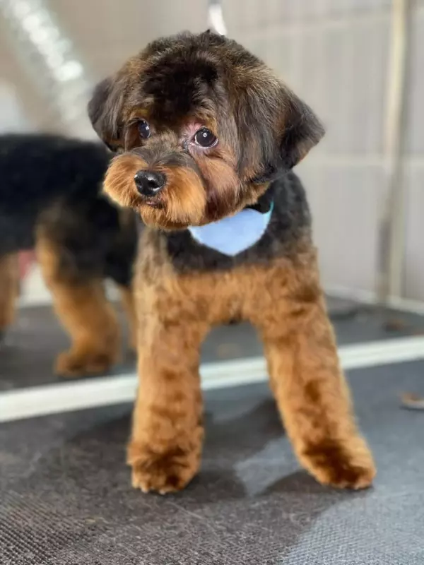 Чайная беседка