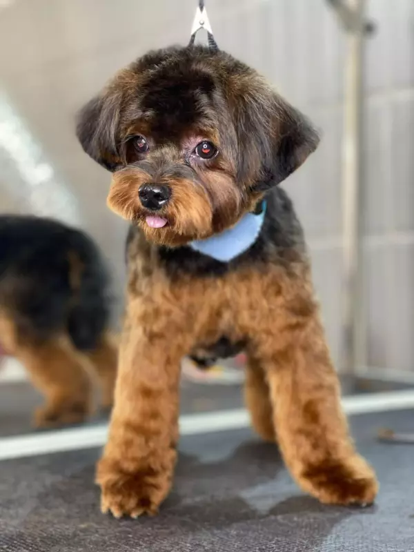 Чайная беседка